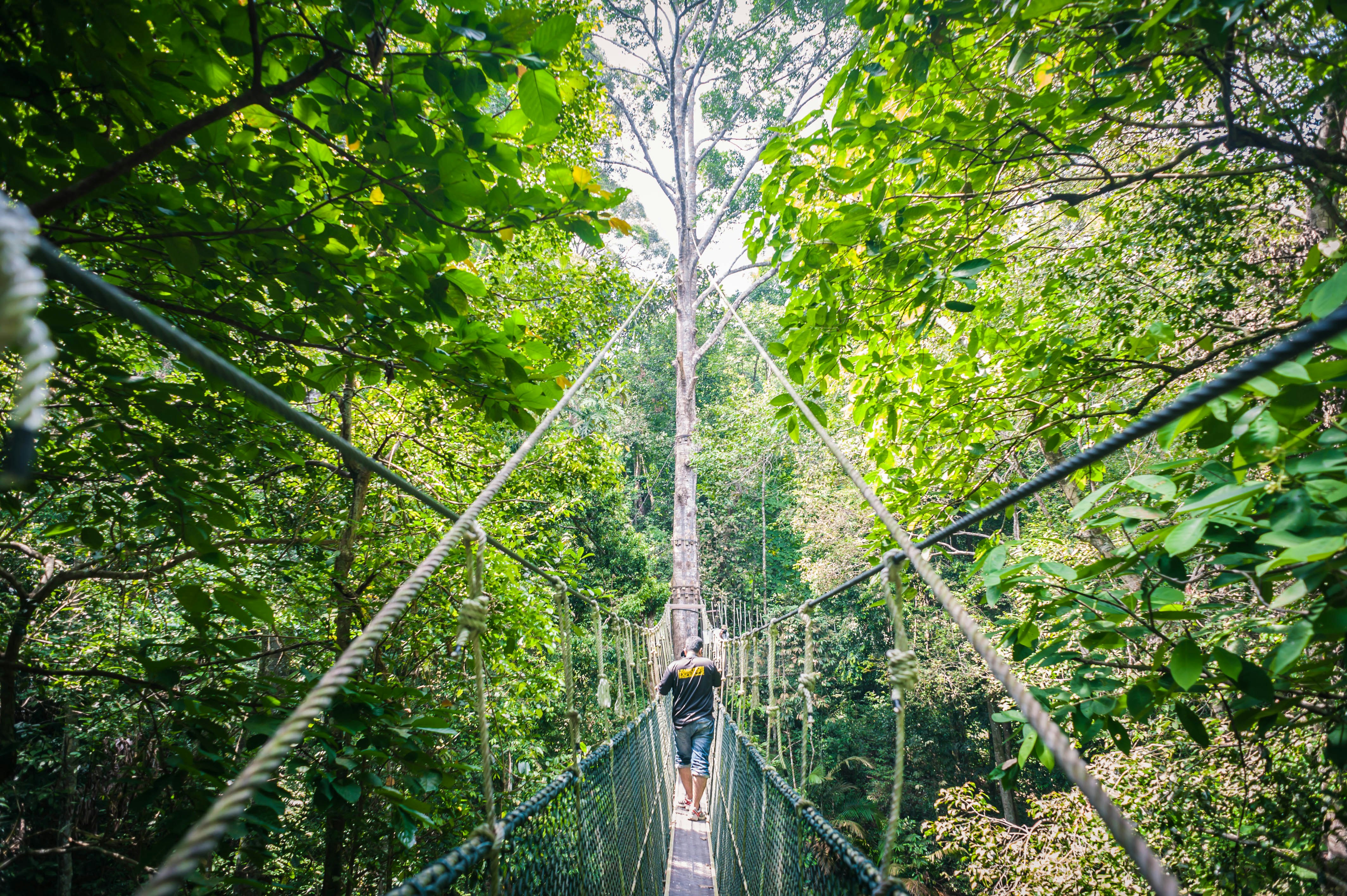 Rainforest canopy walkway