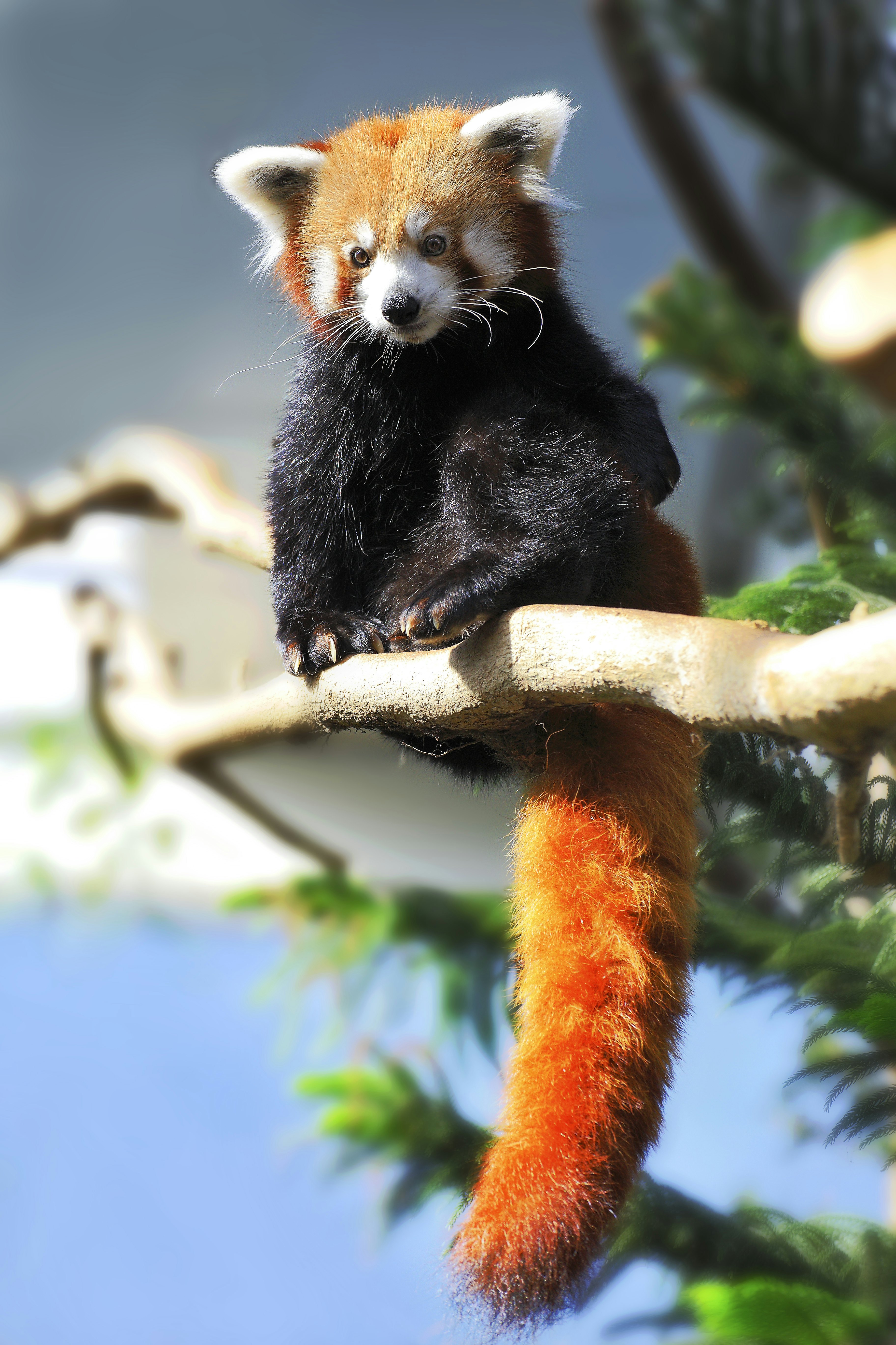 The red Panda