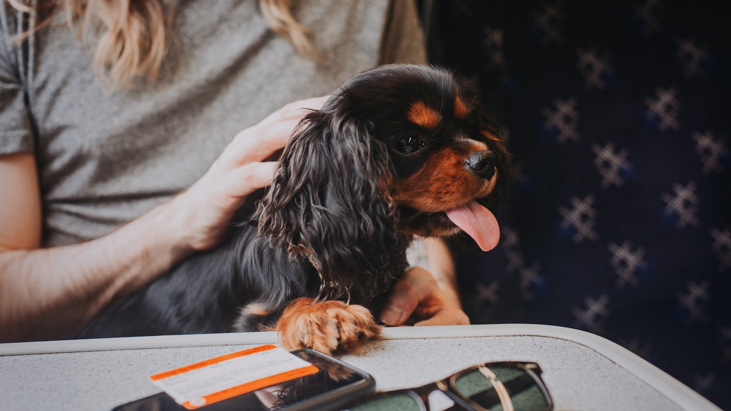 Black and tan Cavalier King Charles Spaniel puppy on a train. He is sitting on his owner's lap with one paw on the table in front of him. Sunglasses, mobile phone and train ticket on the table.