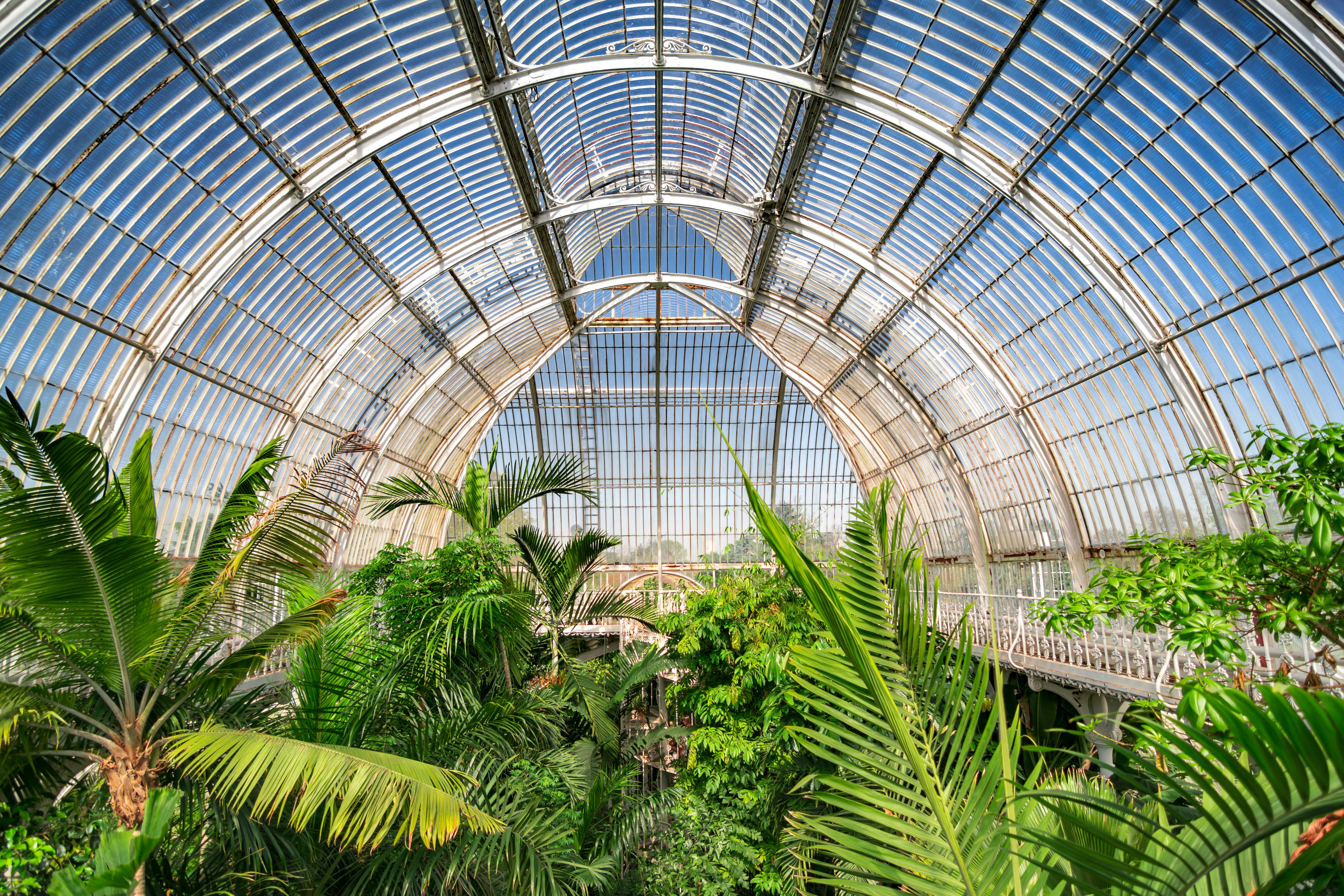 August 2017: Palm garden at a greenhouse in Kew Royal Botanic Gardens.
