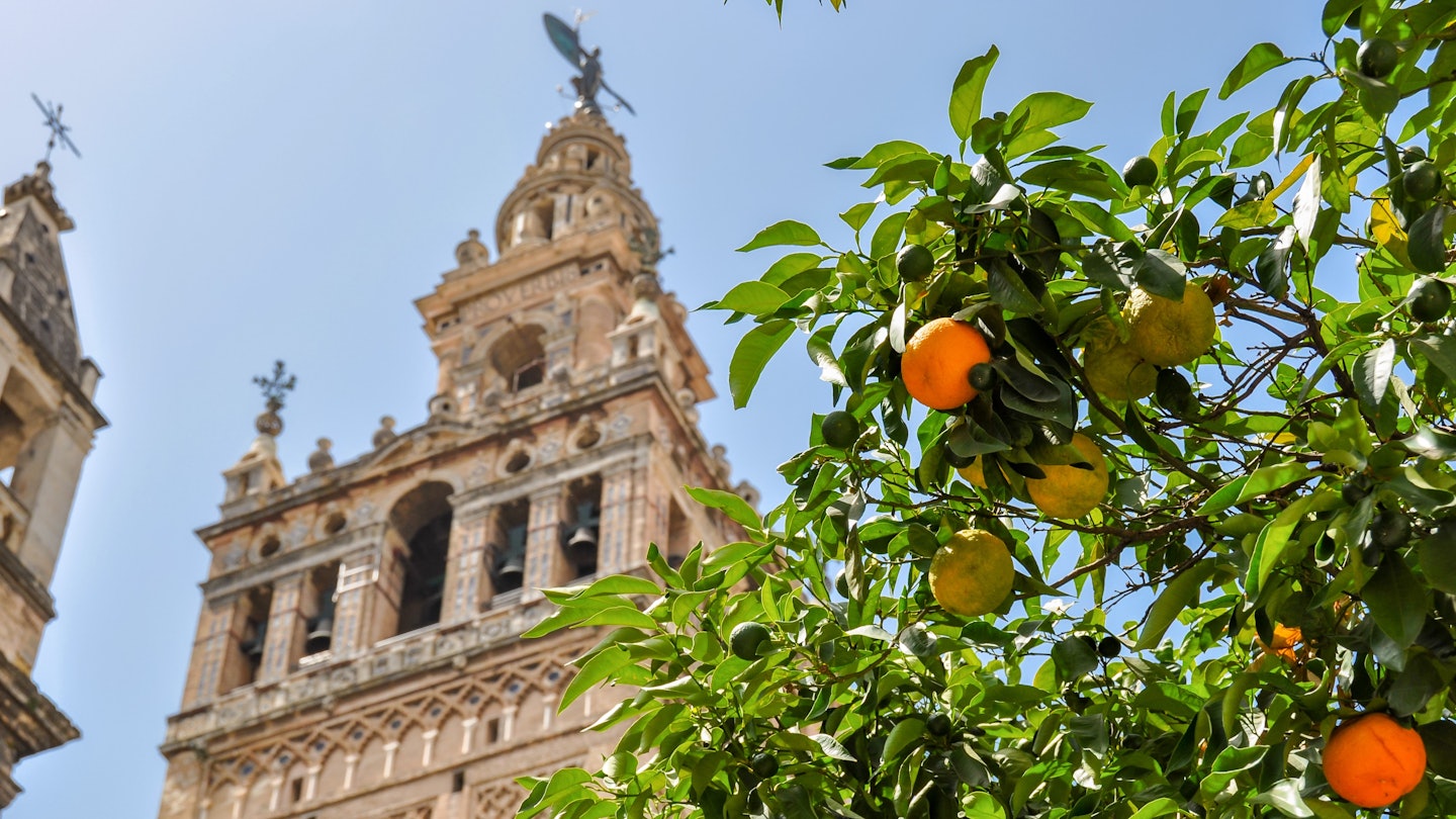 1808216402
Orange tree with Giralda tower of Seville Cathedral at background, Spain
aerial, catholic, citrus, orange, religious, stone, andalucia, building, center, famous, gothic, heritage, historic, landmark, palm, saint, sevilla, spanish, square, temple
Orange tree with Giralda tower of Seville Cathedral at background, Spain - stock photo
Orange tree with Giralda tower of Seville Cathedral at background, Spain
