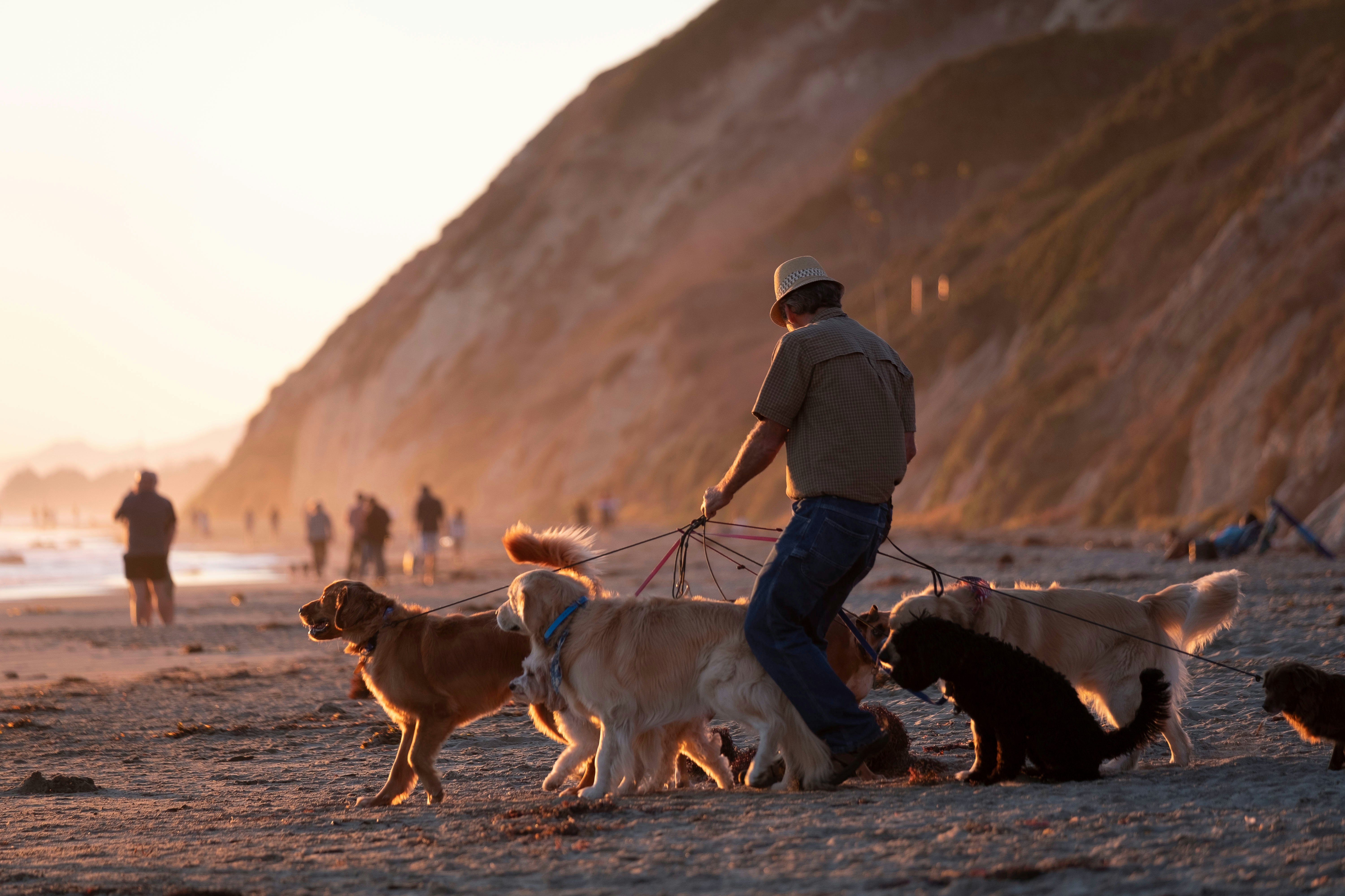 A man walks a group of dogs onto Arroyo Burro state beach in Santa Barbara California. Arroyo Burro State Beach is best known for its off leash dog policy.